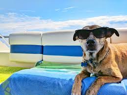 Hotelzinho para Pets